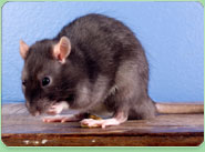 rat control Bedford